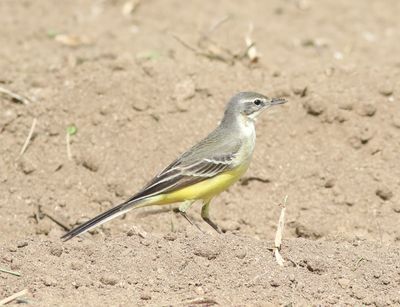 Yellow Wagtail (Motacilla flava)