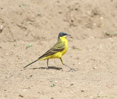 Grey-headed Wagtail (Motacilla flava thunbergi)