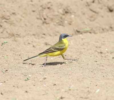 Grey-headed Wagtail (Motacilla flava thunbergi)