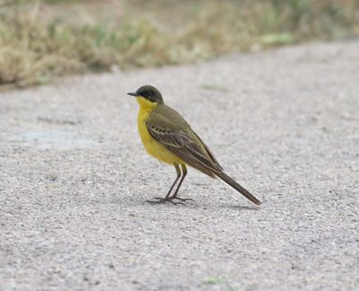 Black-headed Wagtail (Motacilla flava feldegg)