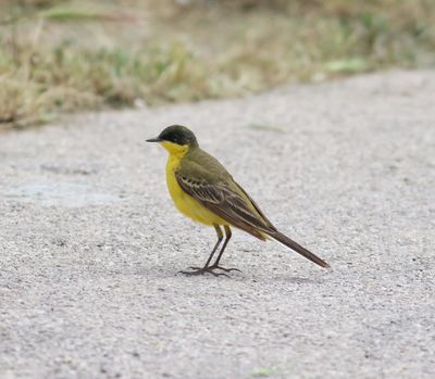 Black-headed Wagtail (Motacilla flava feldegg)