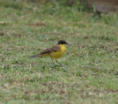Black-headed Wagtail (Motacilla flava feldegg)