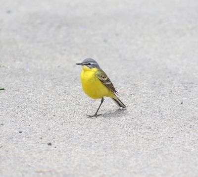 Blue-headed Wagtail (Motacilla flava flava)