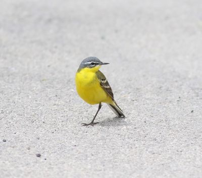 Blue-headed Wagtail (Motacilla flava flava)