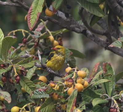 Golden Oriole (Oriolus oriolus)