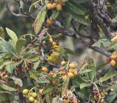 Golden Oriole (Oriolus oriolus)