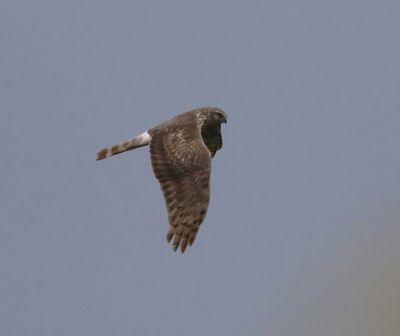 Hen Harrier (Circus cyaneus)
