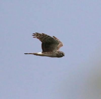 Hen Harrier (Circus cyaneus)