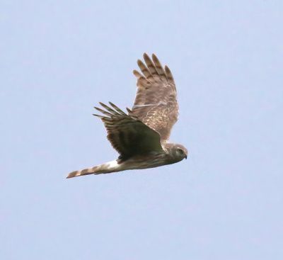 Hen Harrier (Circus cyaneus)