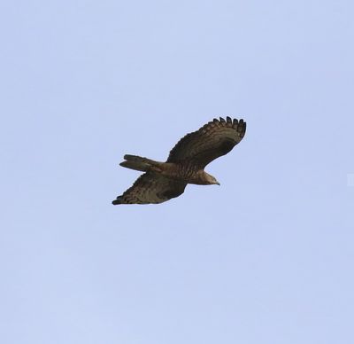 Honey Buzzard (Pernis apivorus)