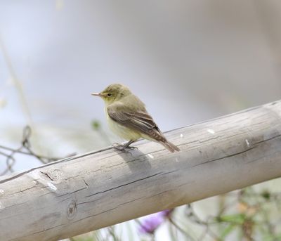 Icterine Warbler (Hippolais icterina)