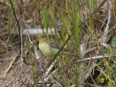 Icterine Warbler (Hippolais icterina)