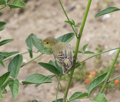 Icterine Warbler (Hippolais icterina)