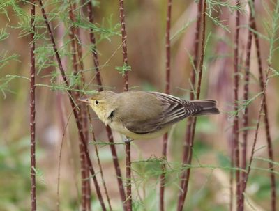 Icterine Warbler (Hippolais icterina)