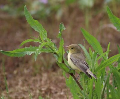 Icterine Warbler (Hippolais icterina)