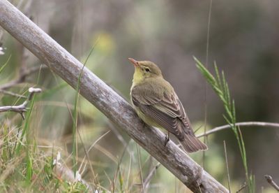 Icterine Warbler (Hippolais icterina)