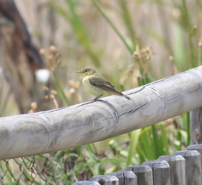 Icterine Warbler (Hippolais icterina)