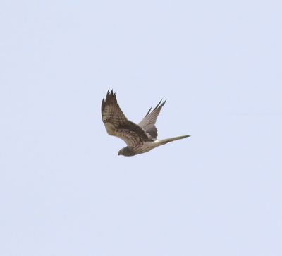 Montagu's Harrier (Circus pygargus)