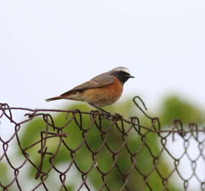 Redstart (Phoenicurus phoenicurus)