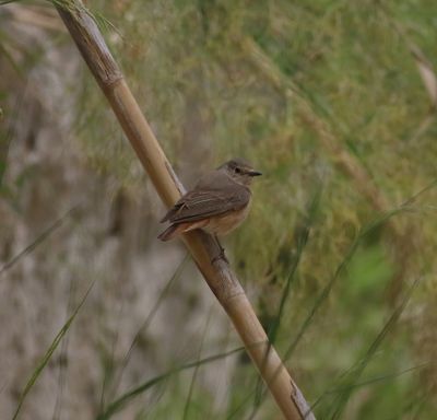Redstart (Phoenicurus phoenicurus)