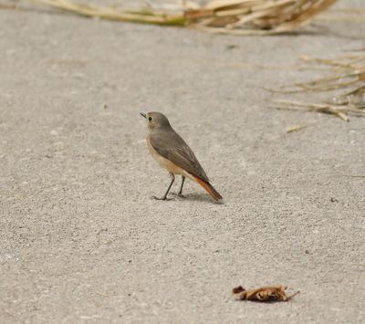 Redstart (Phoenicurus phoenicurus)