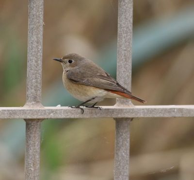 Redstart (Phoenicurus phoenicurus)