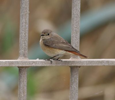 Redstart (Phoenicurus phoenicurus)