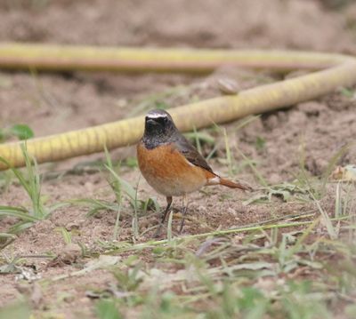 Redstart (Phoenicurus phoenicurus)