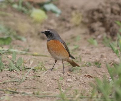 Redstart (Phoenicurus phoenicurus)