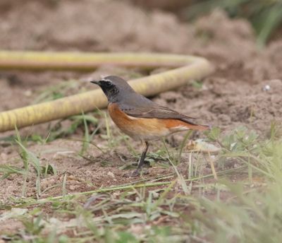 Redstart (Phoenicurus phoenicurus)