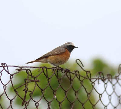 Redstart (Phoenicurus phoenicurus)