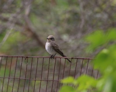 Spotted Flycatcher (Muscicapa striata)