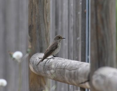 Spotted Flycatcher (Muscicapa striata)