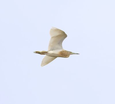 Squacco Heron (Ardeola ralloides)