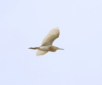 Squacco Heron (Ardeola ralloides)