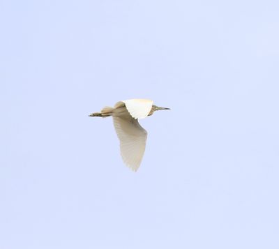 Squacco Heron (Ardeola ralloides)