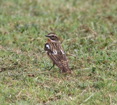 Whinchat (Saxicola rubetra)
