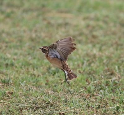 Whinchat (Saxicola rubetra)