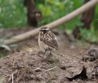Whinchat (Saxicola rubetra)