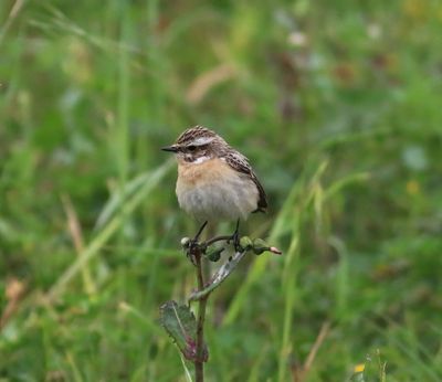 Whinchat (Saxicola rubetra)