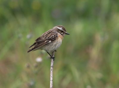 Whinchat (Saxicola rubetra)