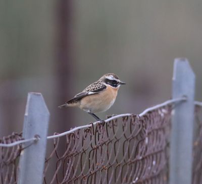 Whinchat (Saxicola rubetra)