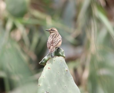 Whinchat (Saxicola rubetra)