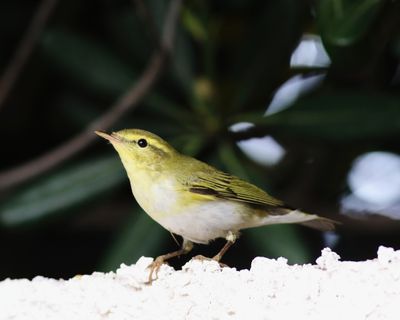 Wood Warbler (Phylloscopus sibilatrix)