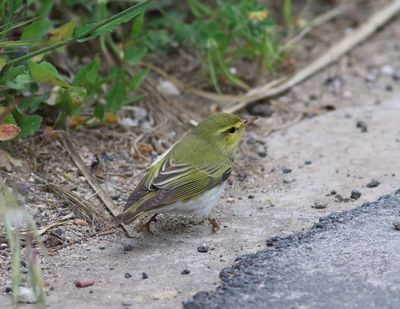 Wood Warbler (Phylloscopus sibilatrix)