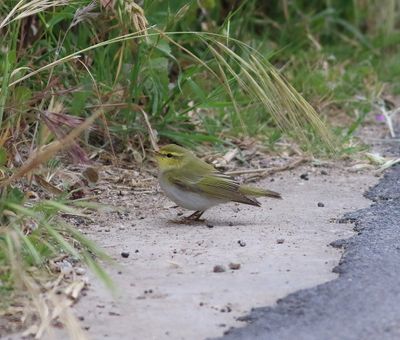 Wood Warbler (Phylloscopus sibilatrix)