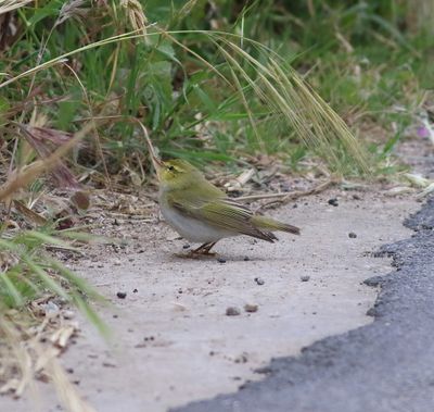 Wood Warbler (Phylloscopus sibilatrix)