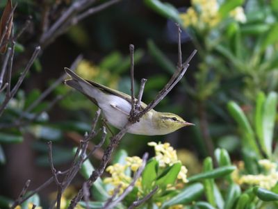 Wood Warbler (Phylloscopus sibilatrix)