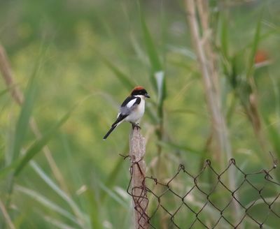 Woodchat Shrike (Lanius senator)