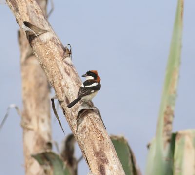 Woodchat Shrike (Lanius senator)